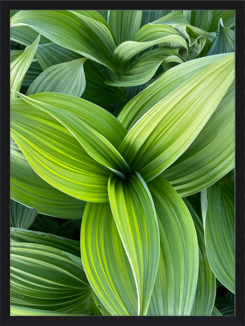 Hosta in spring