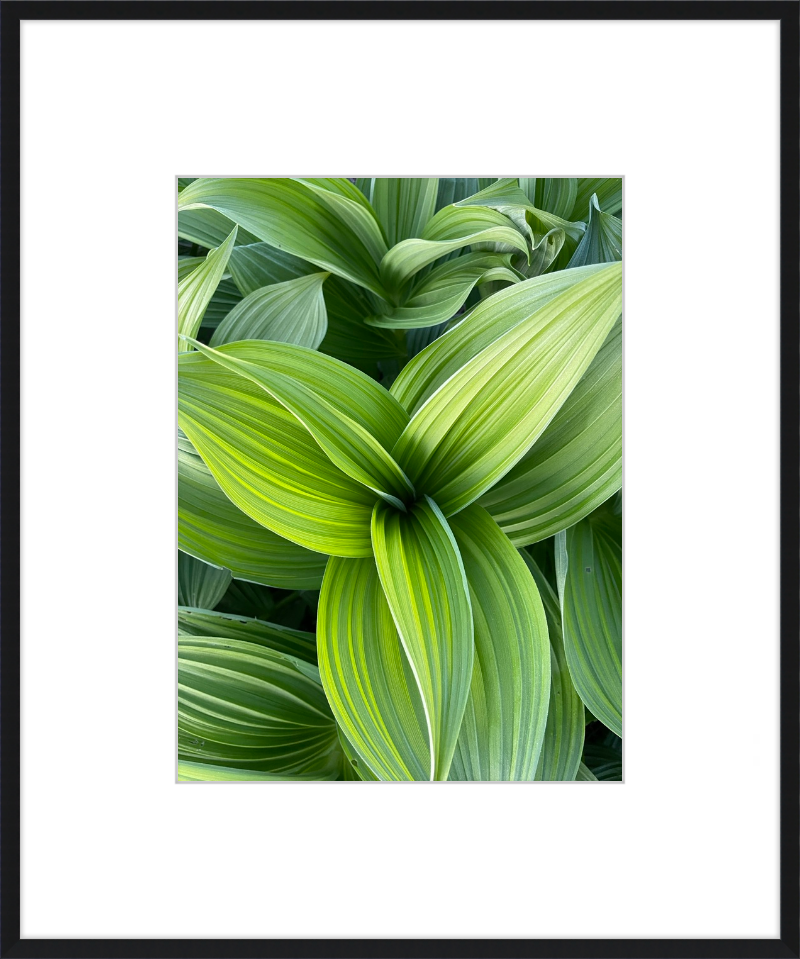 Hosta in spring