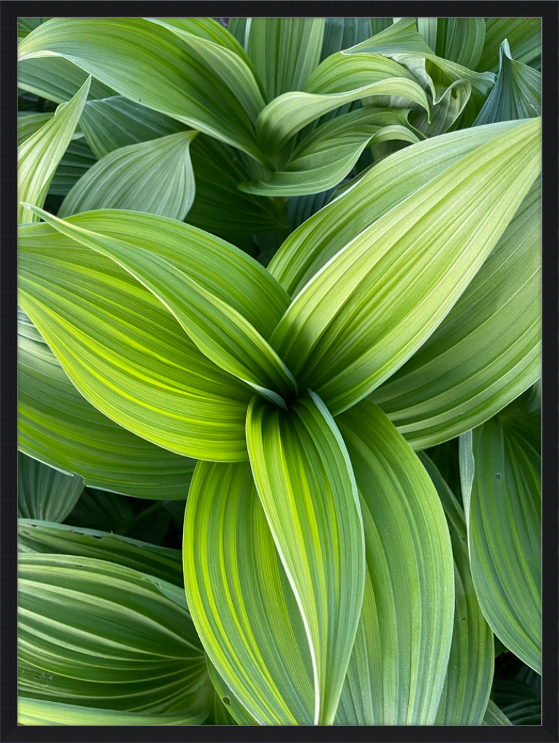 Hosta in spring