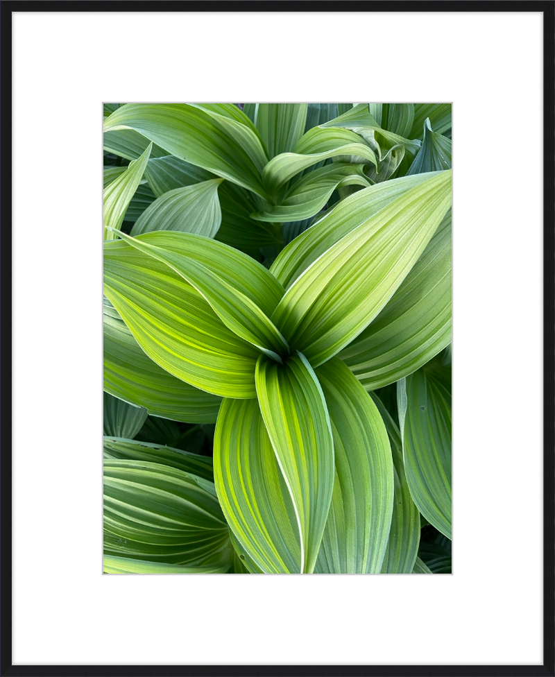 Hosta in spring