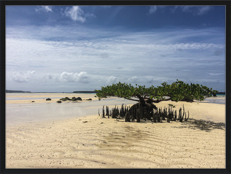 Lone mangrove