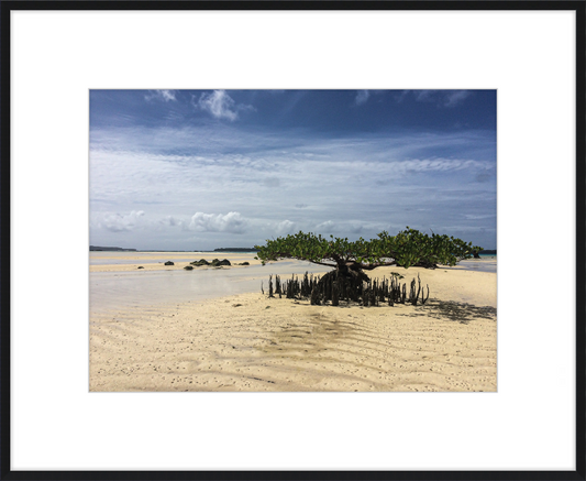 Lone mangrove