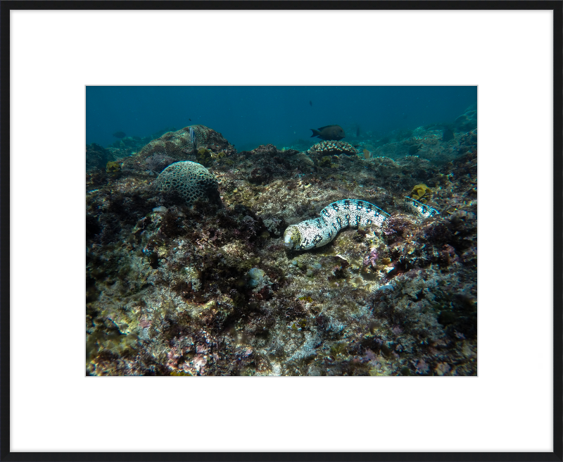 Starry moray eel