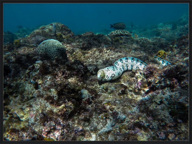 Starry moray eel