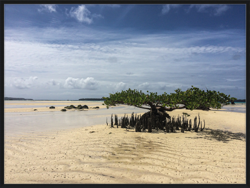 Lone mangrove