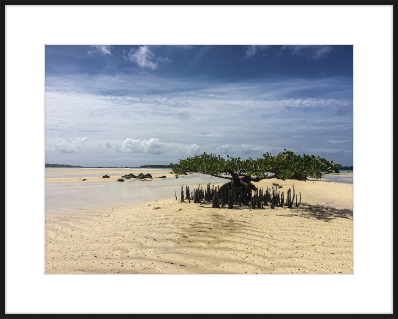 Lone mangrove