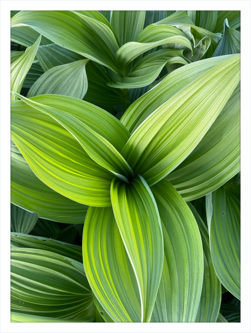 Hosta in spring