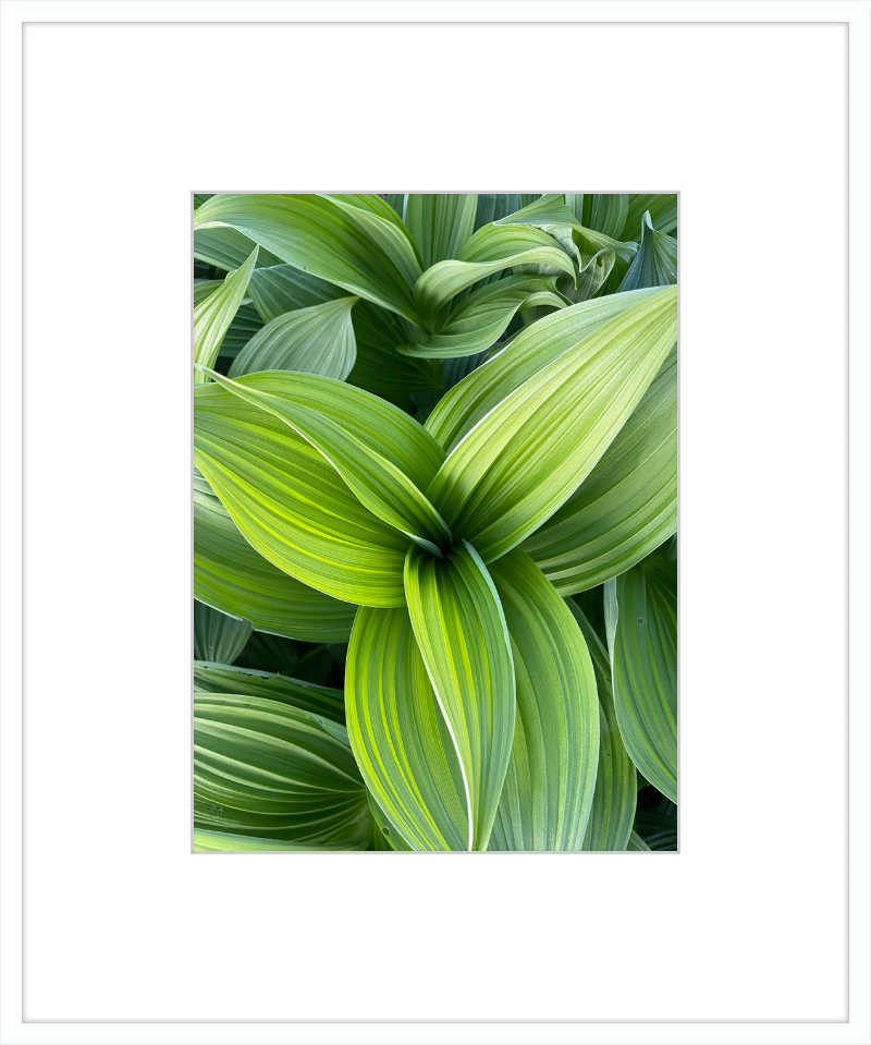 Hosta in spring