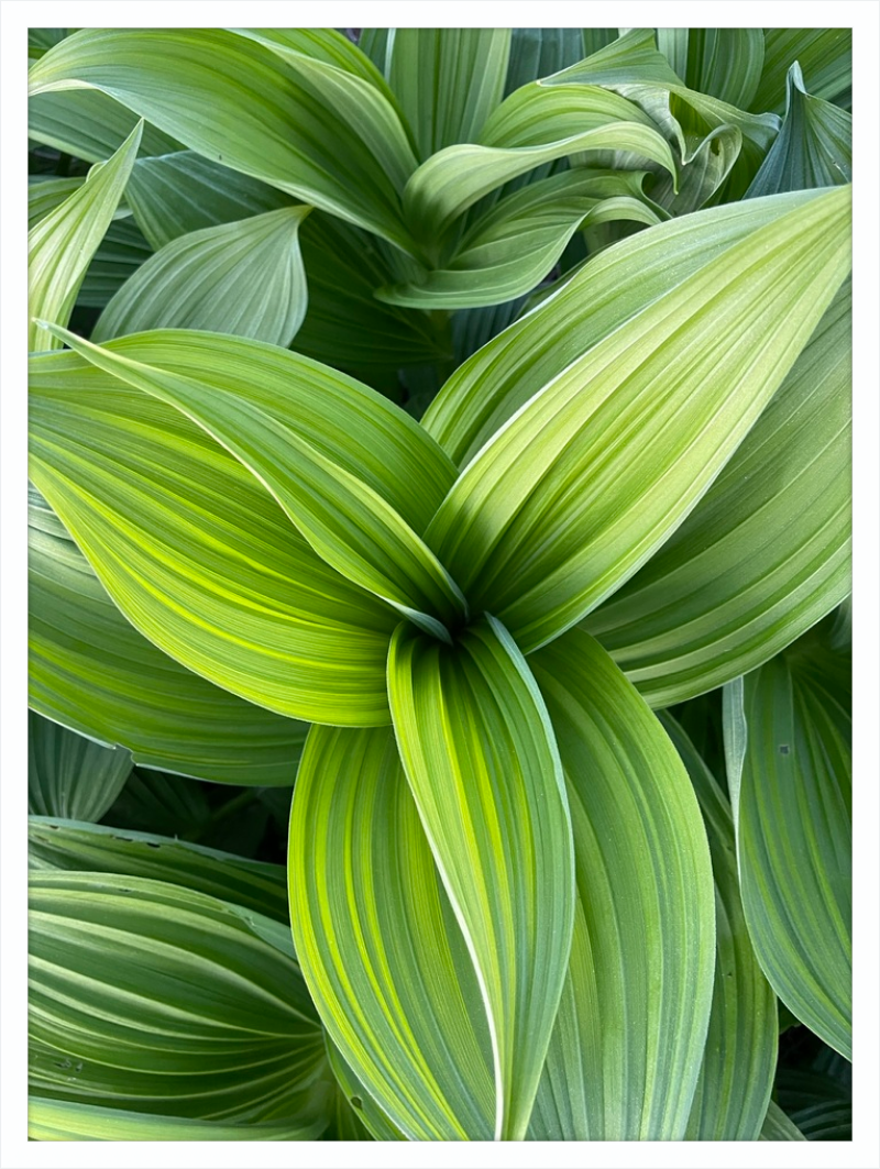 Hosta in spring