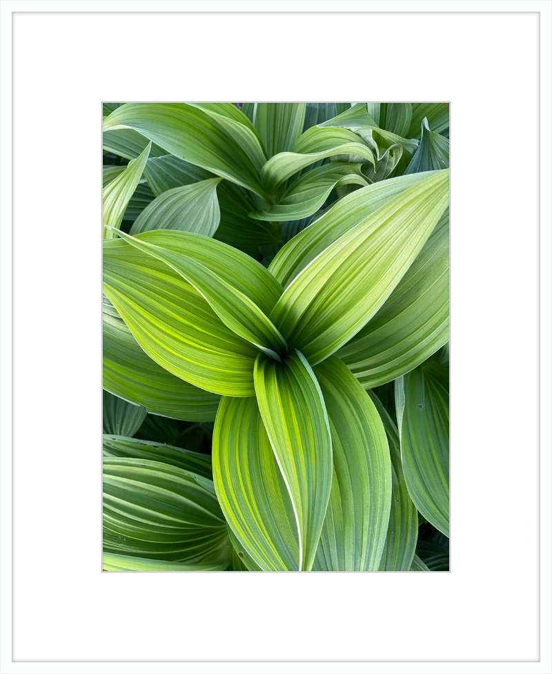 Hosta in spring