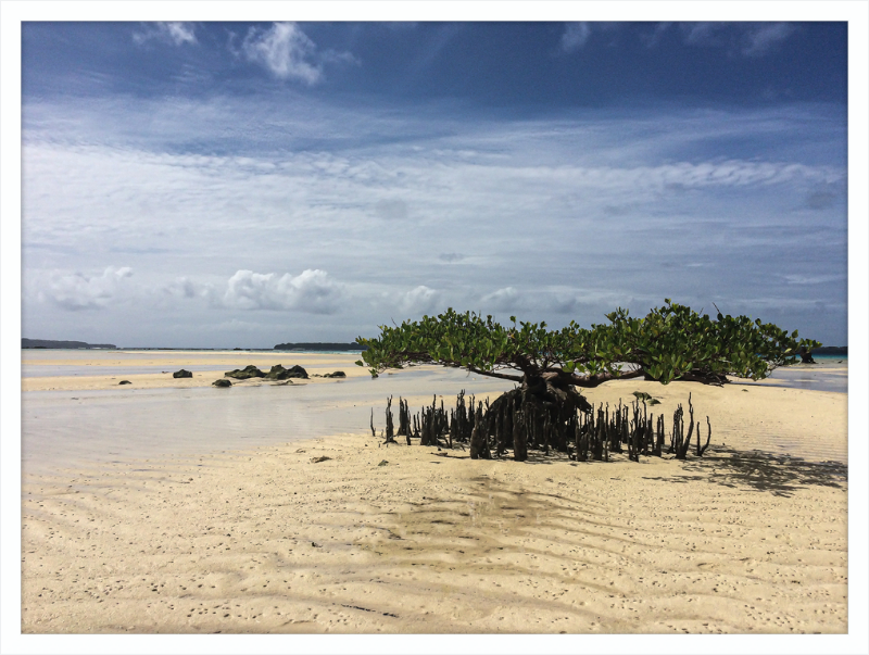 Lone mangrove