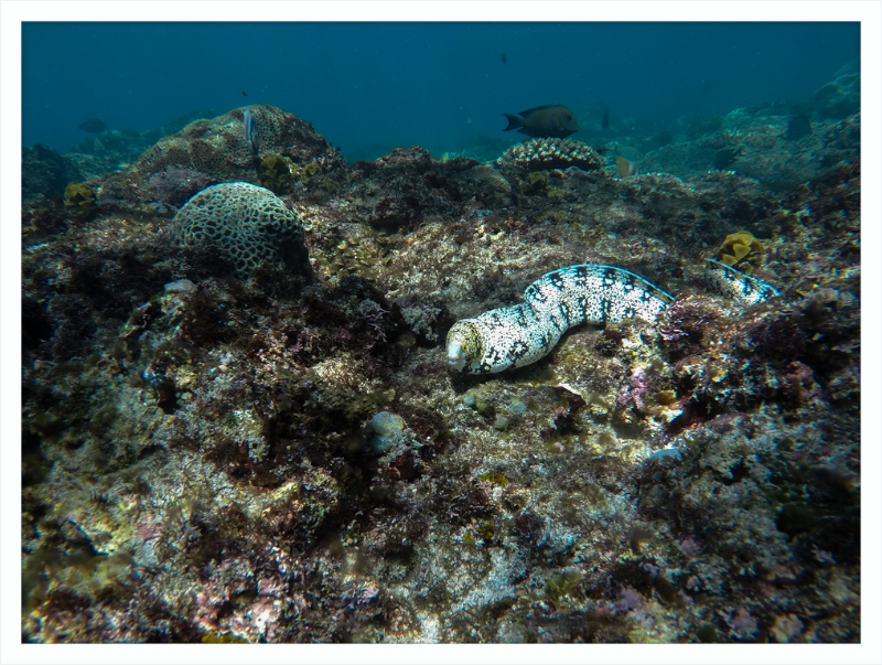 Starry moray eel