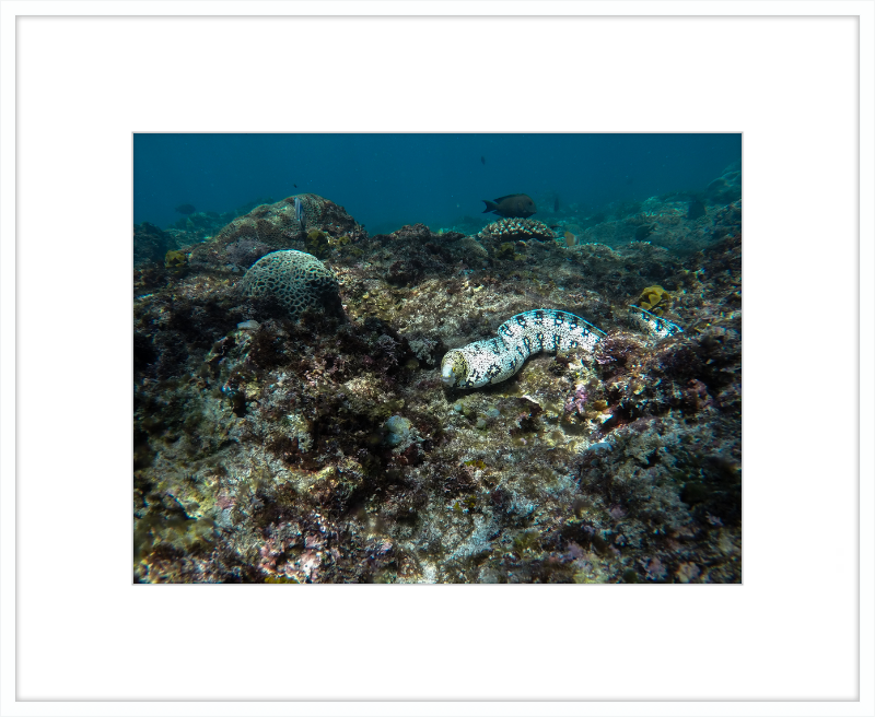 Starry moray eel