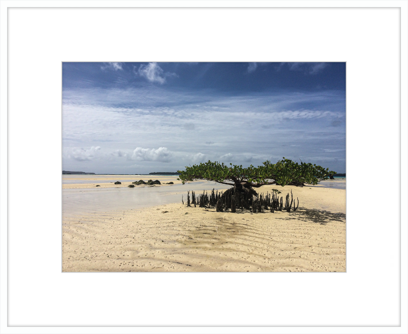 Lone mangrove