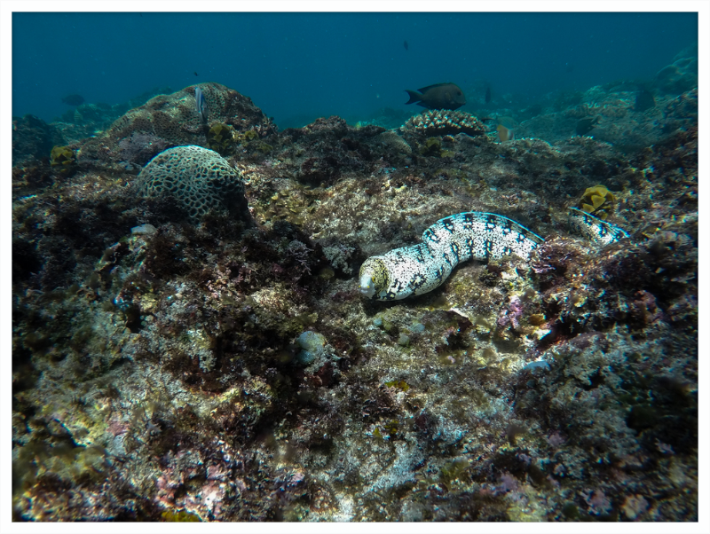 Starry moray eel