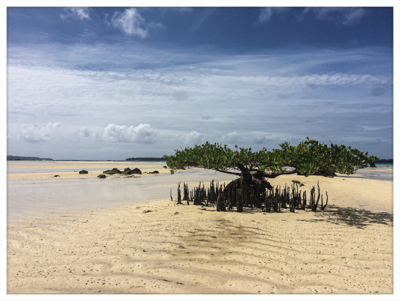 Lone mangrove