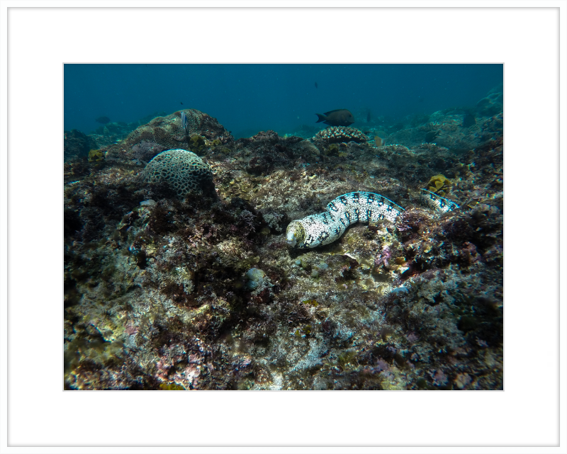 Starry moray eel