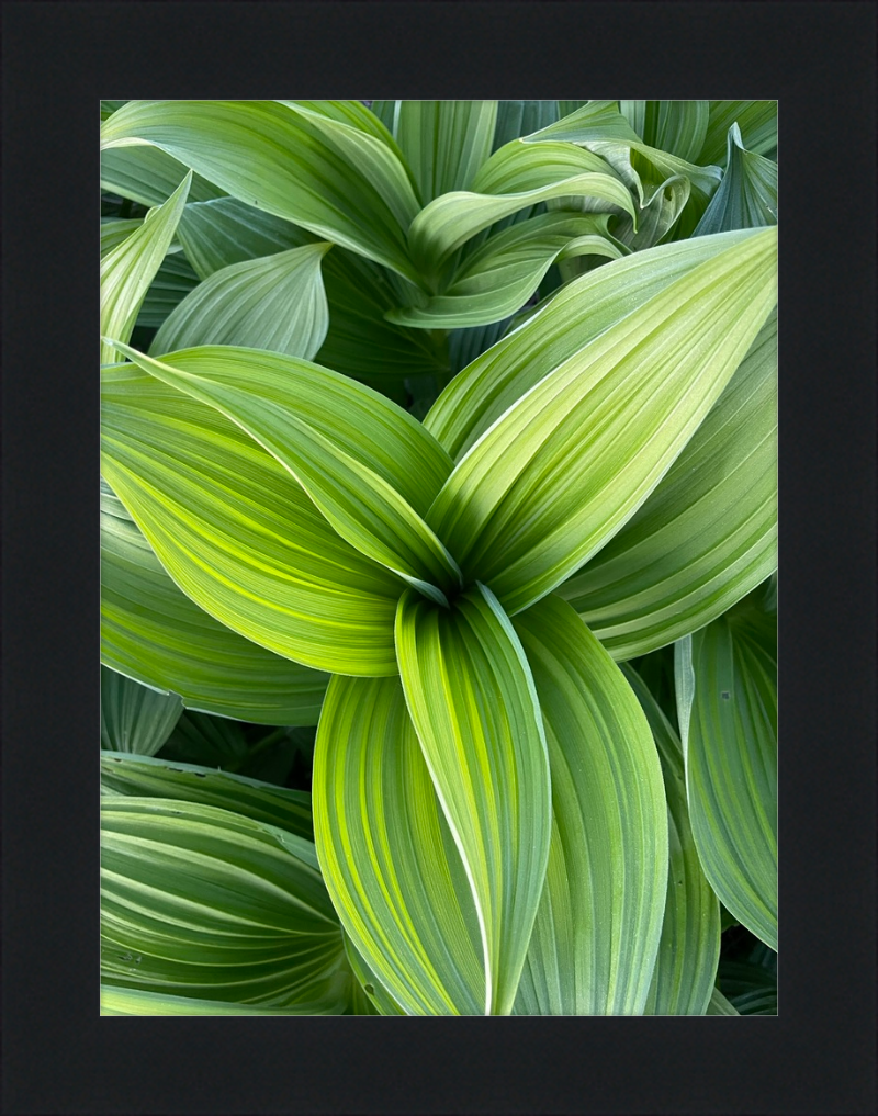 Hosta in spring