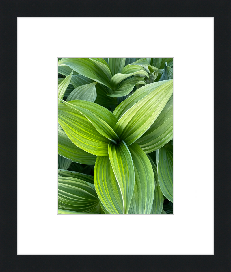 Hosta in spring