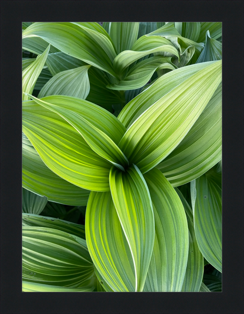 Hosta in spring