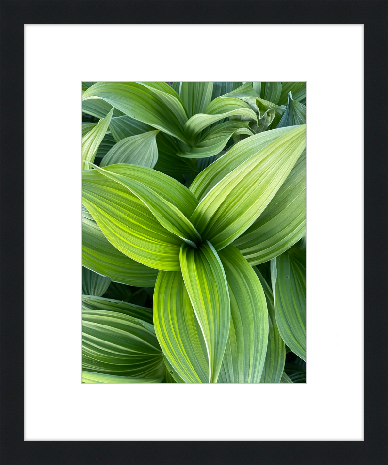 Hosta in spring