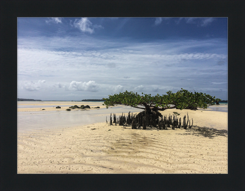 Lone mangrove