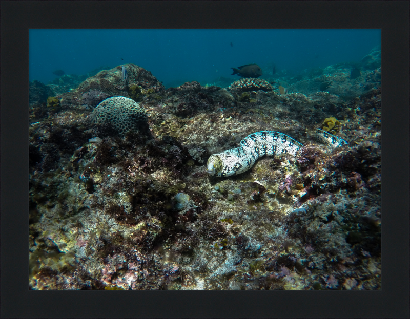 Starry moray eel