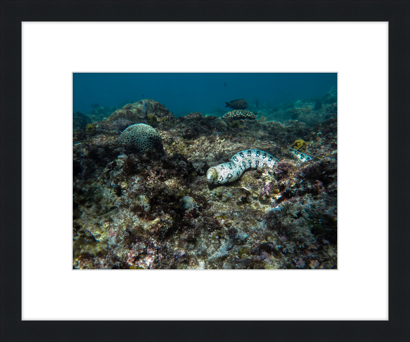 Starry moray eel