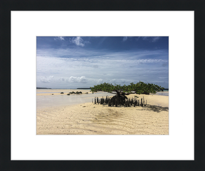 Lone mangrove