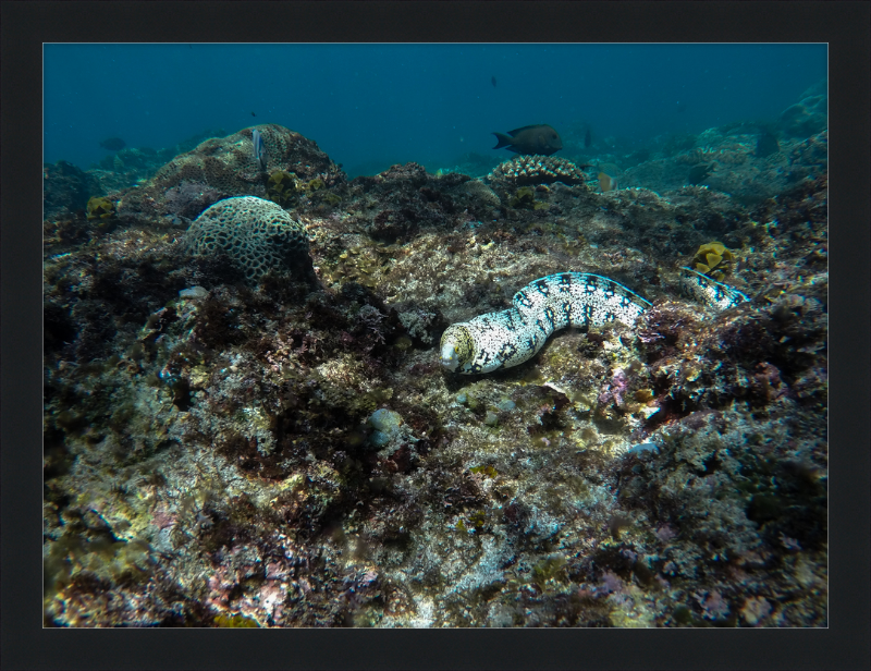 Starry moray eel