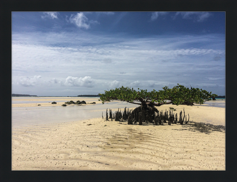 Lone mangrove