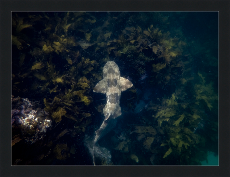 Wobbegong on the go