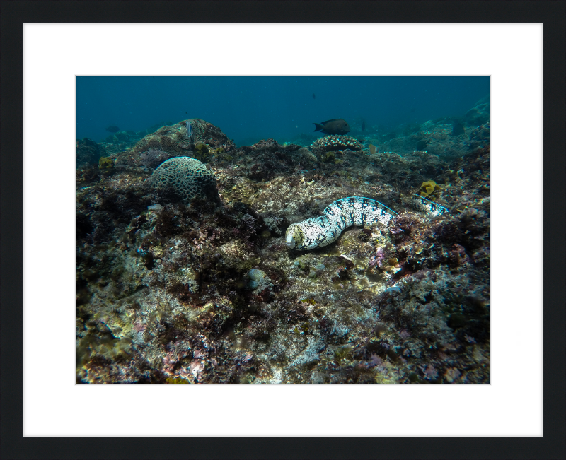 Starry moray eel