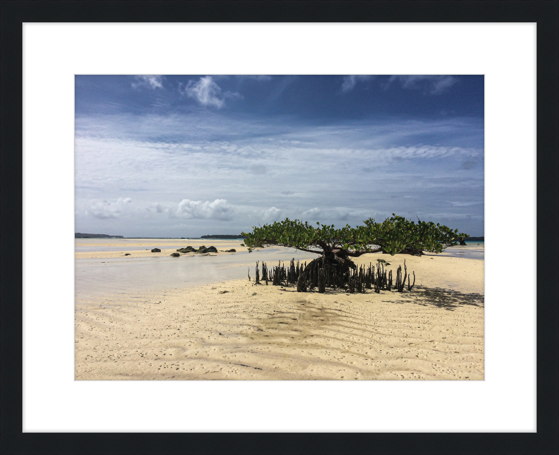 Lone mangrove