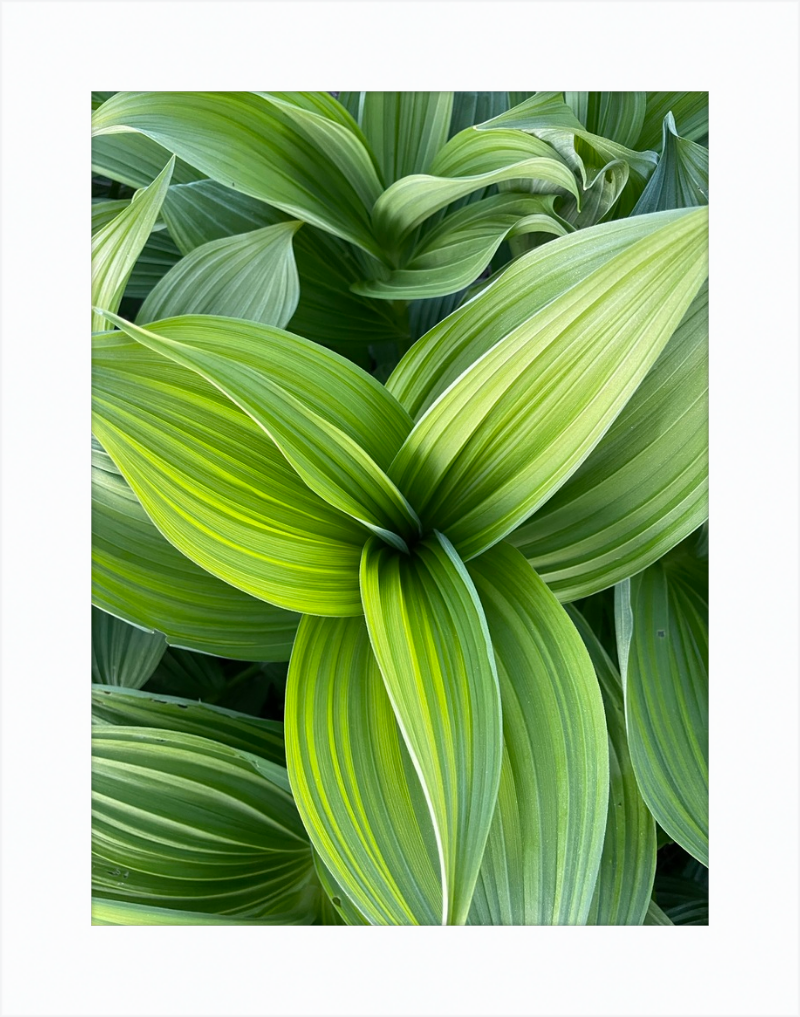 Hosta in spring