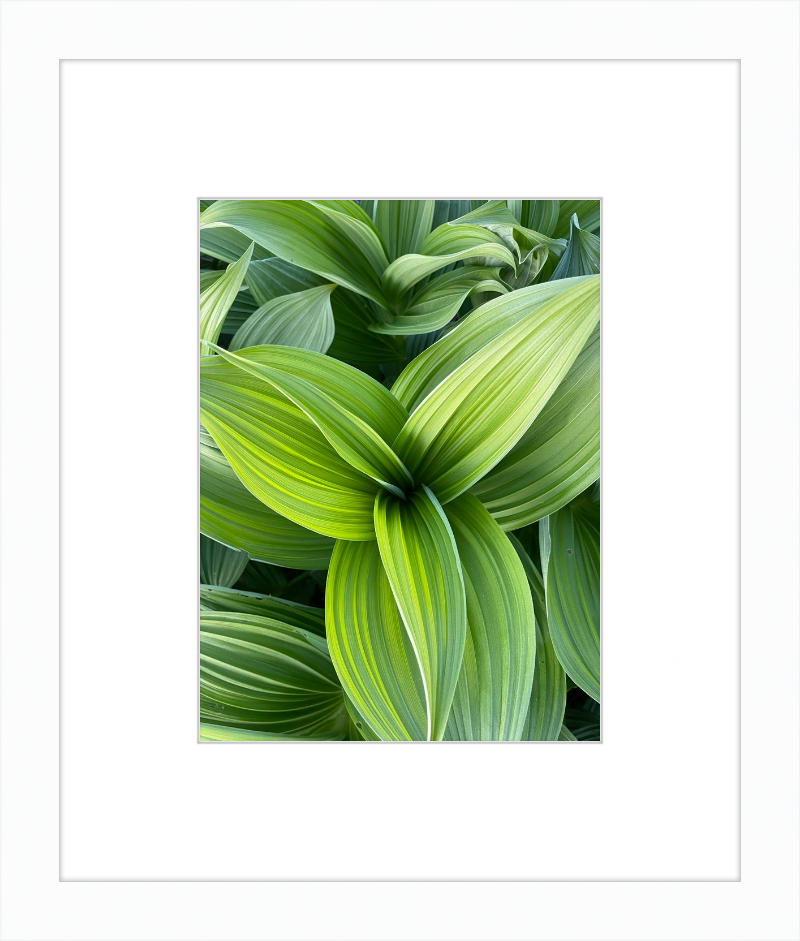 Hosta in spring