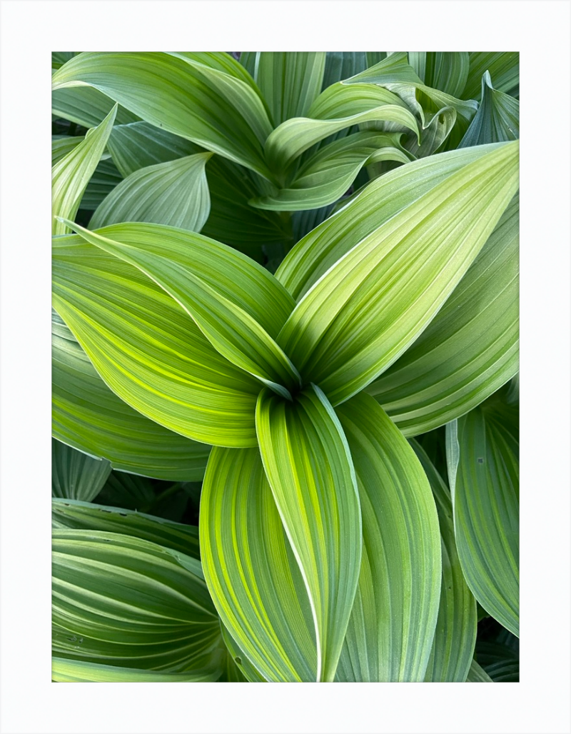 Hosta in spring