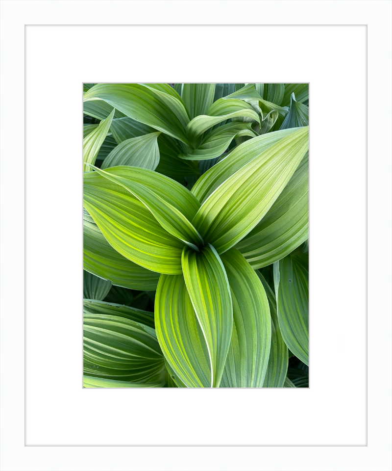 Hosta in spring