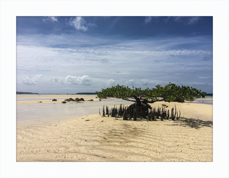 Lone mangrove