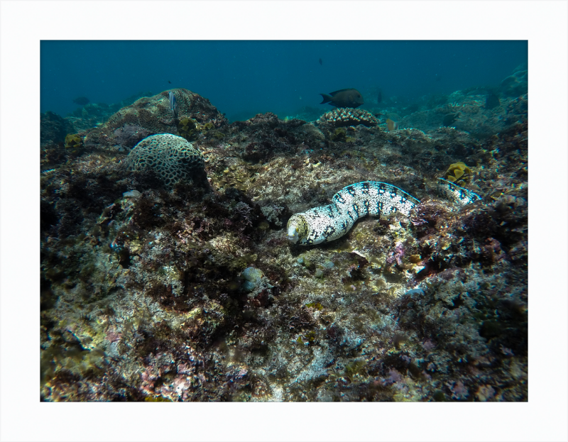 Starry moray eel