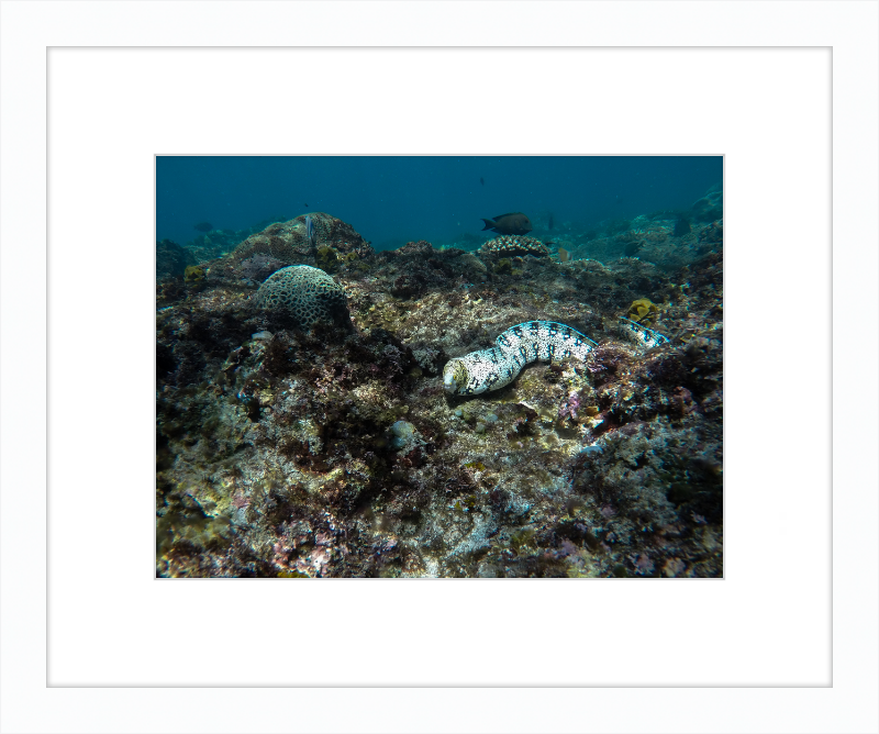 Starry moray eel