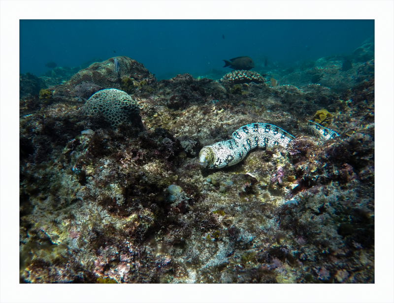 Starry moray eel