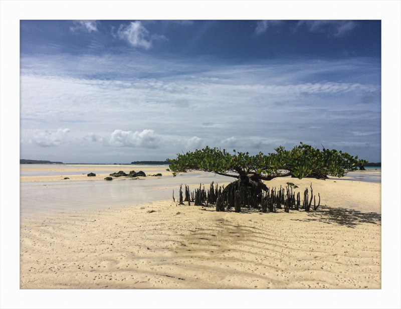 Lone mangrove