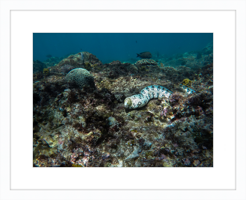 Starry moray eel