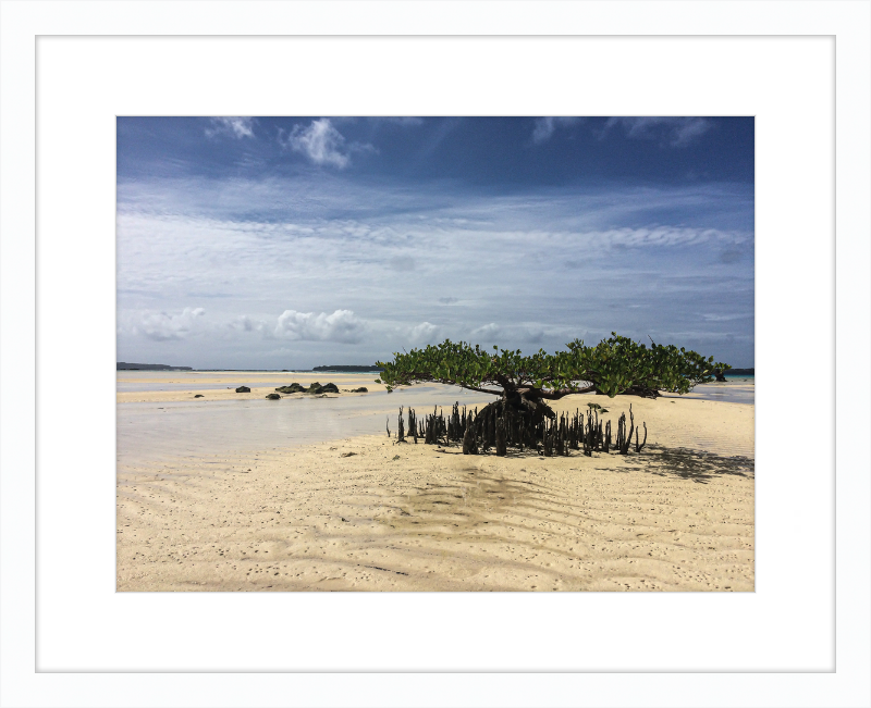 Lone mangrove