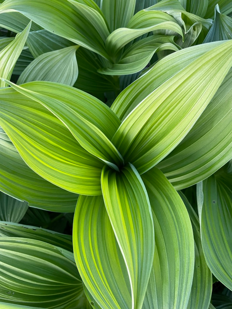 Hosta in spring