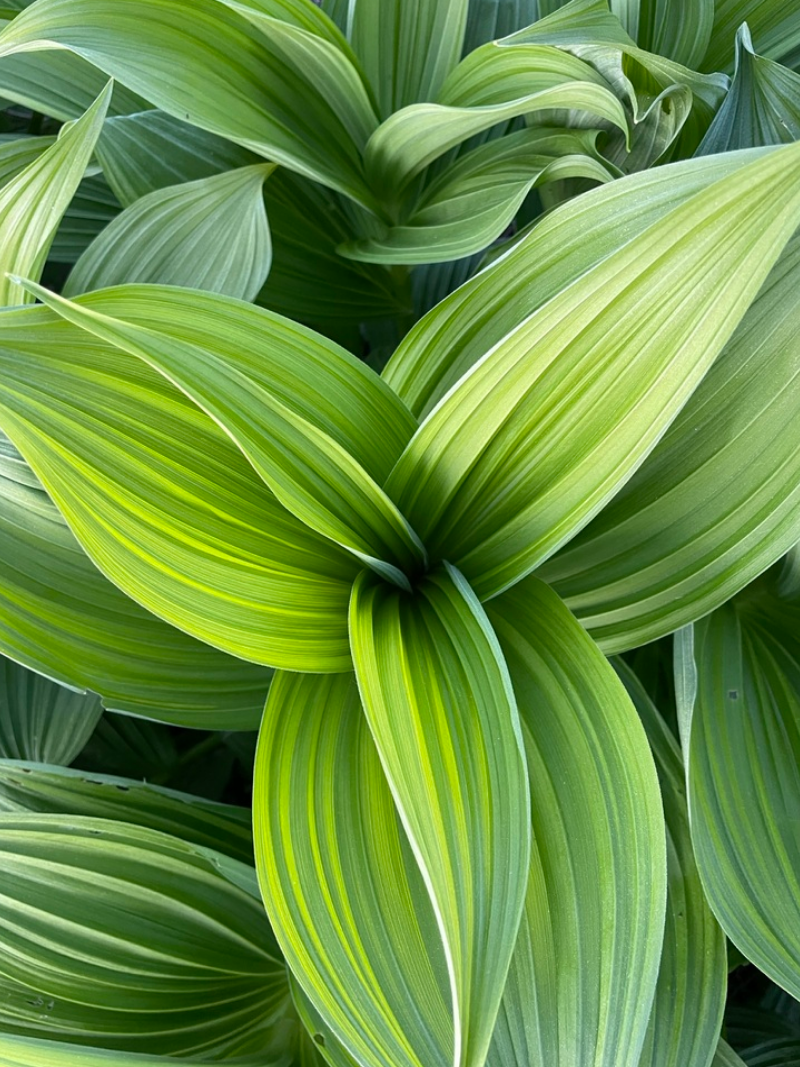 Hosta in spring