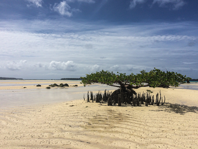 Lone mangrove