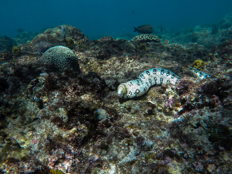 Starry moray eel