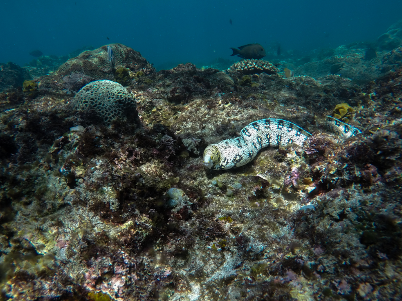 Starry moray eel